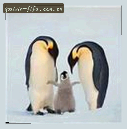 许婷